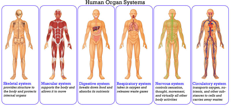 how cardiovascular system and respiratory work together